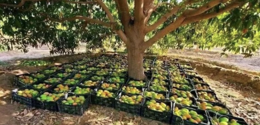 Houthis Restrict Mango Harvest in Yemen