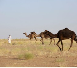 Landmines imperil camel herders in Yemen