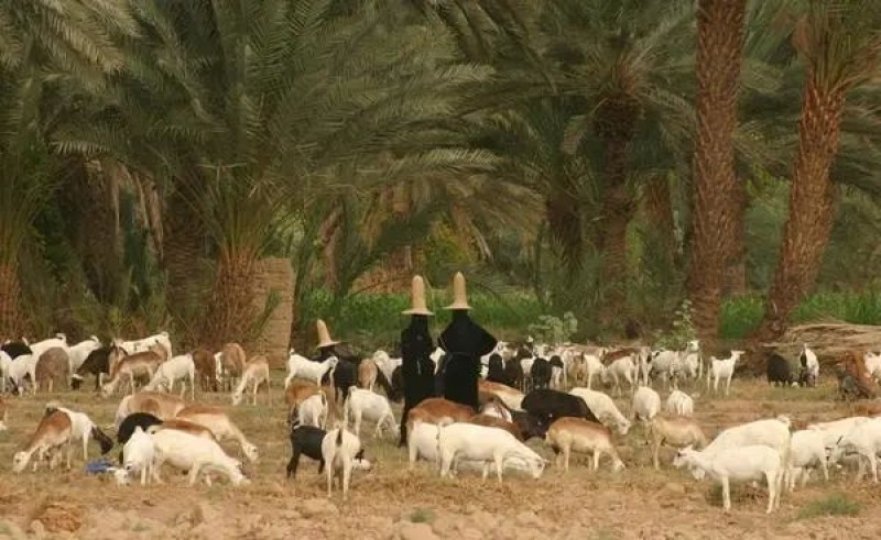 Houthi Leader Abducts Two Shepherd Girls in Qa’atabah, Yemen